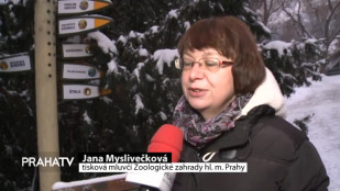 V Pražské ZOO se konají večerní prohlídky