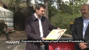 Dopravní podnik Praha přispěl na koně Převalského