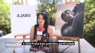 V ZOO Praha bylo pokřtěno gorilí mládě