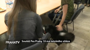 Soutěž Pes Prahy 10 má letošního vítěze