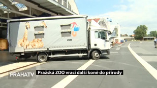 Pražská ZOO vrací další koně do přírody