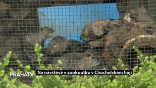 Na návštěvě v zookoutku v Chuchelském háji