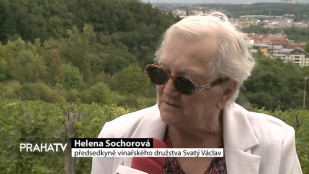 Vinice Máchalka nabídla skvělou úrodu hroznů