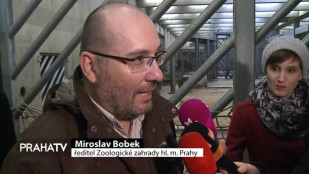 V pražské zoo pokřtili sloní mládě