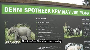 Sloní slečna Sita slaví narozeniny 