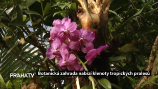 Botanická zahrada nabízí klenoty tropických pralesů