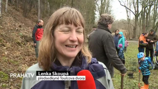 Vysazování jedliček v Hostivařském lesoparku