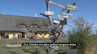 Zoo Chleby má jako jediná langura duka