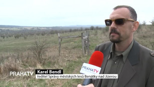 Ohrožení zubři potřebují nová území