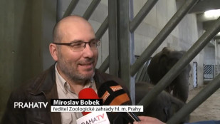 První pražské slůně slavilo narozeniny 