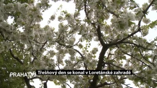 Třešňový den se konal v Loretánské zahradě