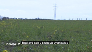 Řepková pole u Běchovic vystřídá les