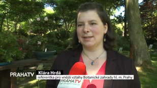 Botanická zahrada představuje výstavu bonsají