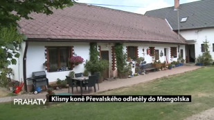 Klisny koně Převalského odletěly do Mongolska