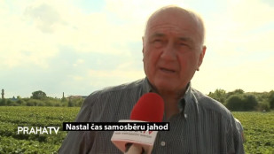 Nastal čas samosběru jahod