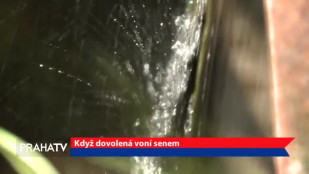 Když dovolená voní senem