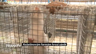 Kožešinovým farmám hrozí zánik