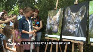 Pražská Zoo pokřtila pět vlčat 