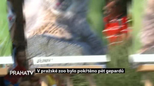 V pražské zoo bylo pokřtěno pět gepardů