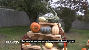 Botanická zahrada vystavuje oblíbené dýně 