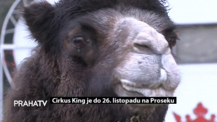 Cirkus King je do 26. listopadu na Proseku