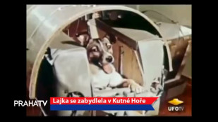 Lajka se zabydlela v Kutné Hoře