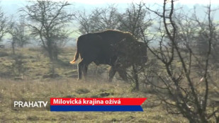 Milovická krajina ožívá