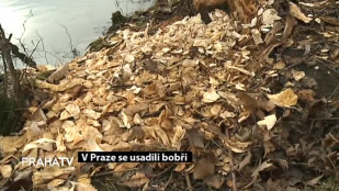 V Praze se usadili bobři