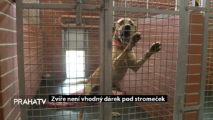 Zvíře není vhodný dárek pod stromeček