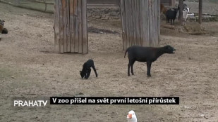 V zoo přišel na svět první letošní přírůstek