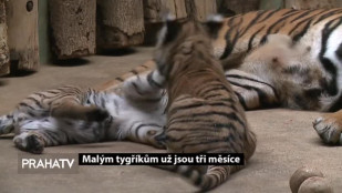 Malým tygříkům v pražské Zoo jsou už tři měsíce