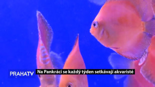 Na Pankráci se každý týden setkávají akvaristé  