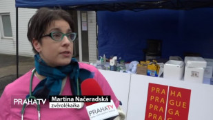 Lidé bez domova očkovali a čipovali svoje psi