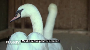 Měkké pečivo ptactvu nesvědčí