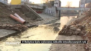 V Rokytce bylo vyloveno několik intoxikovaných ryb