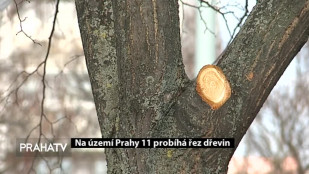 Na území Prahy 11 probíhá řez dřevin