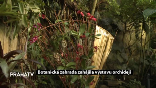 Botanická zahrada zahájila výstavu orchidejí