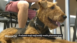 Pražané mají nejčastěji malá plemena psů