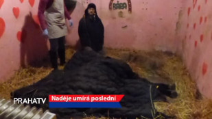 Naděje umírá poslední