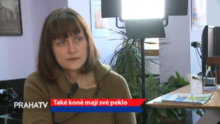 Také koně mají své peklo