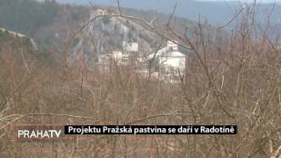 Projektu Pražská pastvina se daří v Radotíně