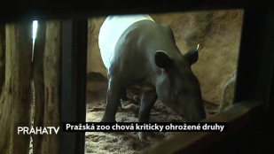 Pražská zoo představila kriticky ohrožené druhy