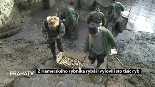 Z Hamerského rybníka rybáři vylovili sto tisíc ryb