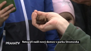 Netopýři našli nový domov v parku Stromovka