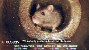 PVK zahájily plošnou deratizaci hlodavců