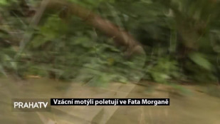 Vzácní motýli poletují ve Fata Morganě