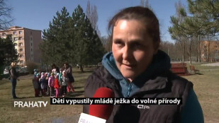 Děti vypustily mládě ježka do volné přírody 