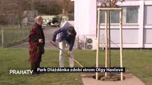 Park Dlážděnka zdobí strom Olgy Havlové