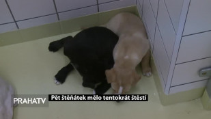 Pět štěňátek mělo tentokrát štěstí