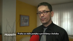 Praha se stále potýká s problémy s holuby